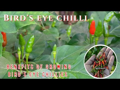 Bird's eye chilli | Thai chilli | കാന്താരി മുളക് - Benefits of bird's eye chillies