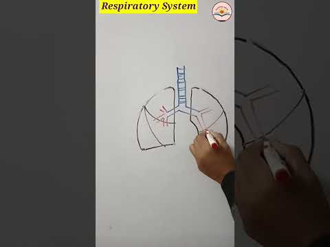 respiratory system diagram | how to draw a respiratory system easily #shorts