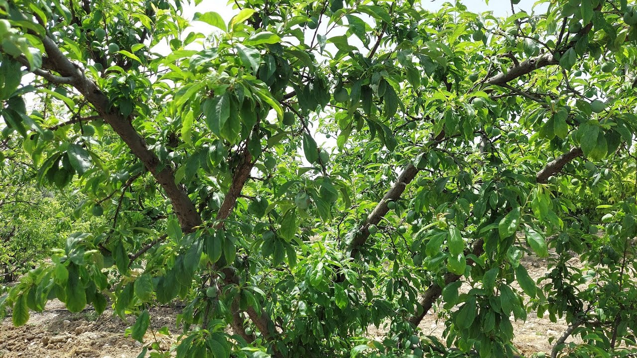 PART3 ERİK BAHÇESİ HAKKINDA BİLİNMESİ GEREKENLER VE YAPMIŞ OLDUĞUM ÇALIŞMALAR(BLACKSPLENDOR/ANJELİKA