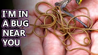 Horsehair Worm facts: not for the squeamish | Animal Fact Files