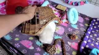 My Top 5 Guinea Pig Products by SnowdropHedgie 23,115 views 10 years ago 10 minutes, 22 seconds