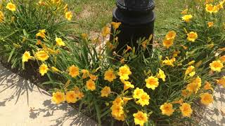 Episode7: Part 2 Stella Oro Daylilies