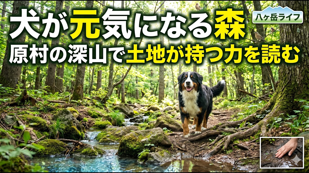 森のある土地は何が違う?——原村・深山で読む地下水と木の根、犬が元気になる場所【八ヶ岳西麓】