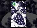 "Polytene vs. Lampbrush Chromosomes! Unique structures, unique insights! 🧬 #Genetics #BioByPriti"