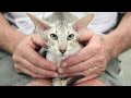 Cat Breed Spotlight: Oriental の動画、YouTube動画。