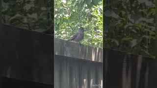 Gray Catbird 2023. #bigfamily#usa#2023#minnesota#america#gray#catbird#sound#birds#shorts#vlog#today#