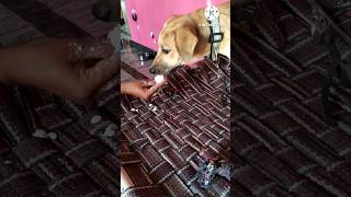 Day 5: Daily Life with my cute puppy 🐕🐾🐶#shorts #youtubeshort #sasirekhafood