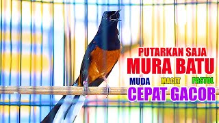 OCEHAN MURAI BATU GACOR, PANCINGAN MURAI MUDA DAN MALES BUNYI AGAR IKUT GACOR