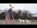 Dogs vs giant siren head in real life funny dogs maymo potpie  indie