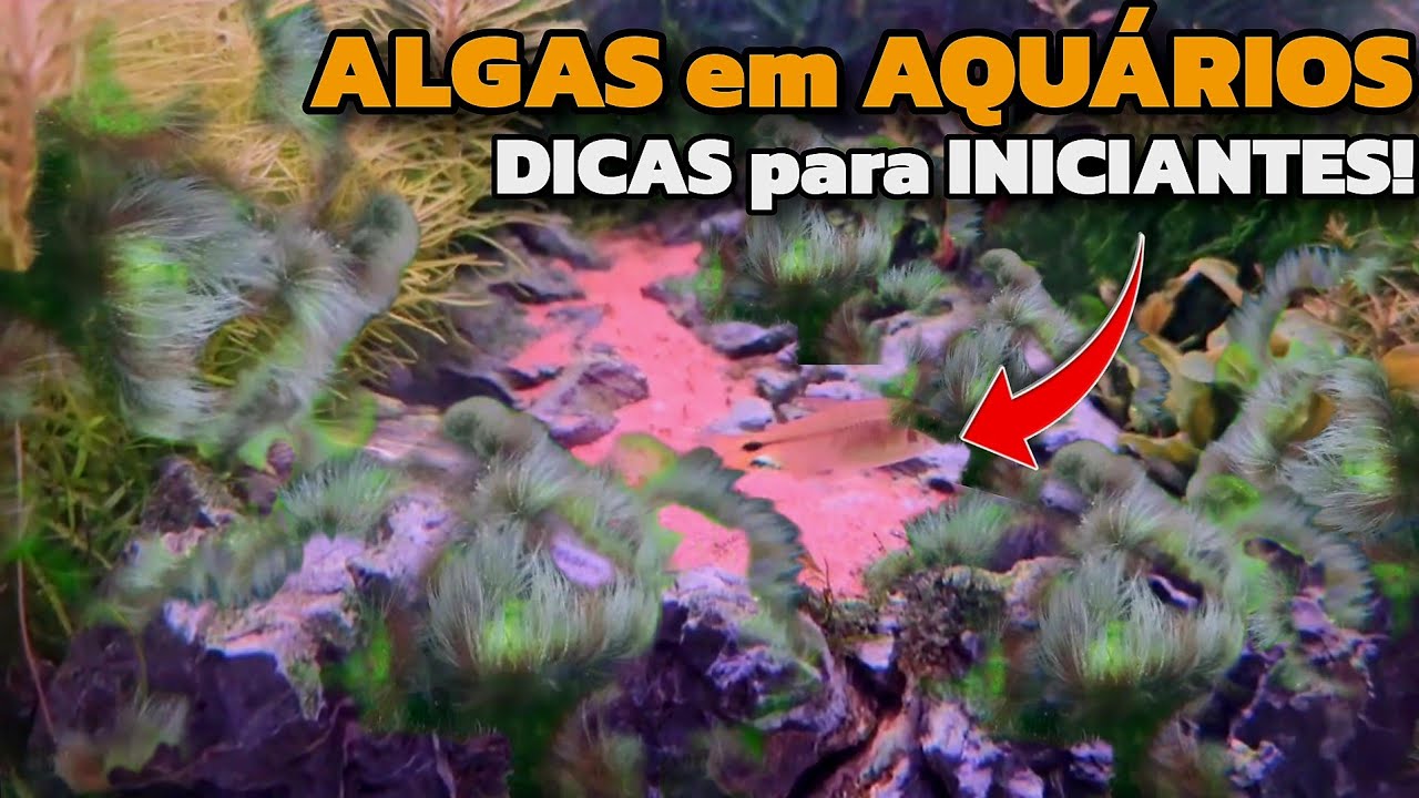 O QUE TODO INICIANTE PRECISA OUVIR SOBRE ALGAS EM AQUÁRIO DE ÁGUA DOCE!