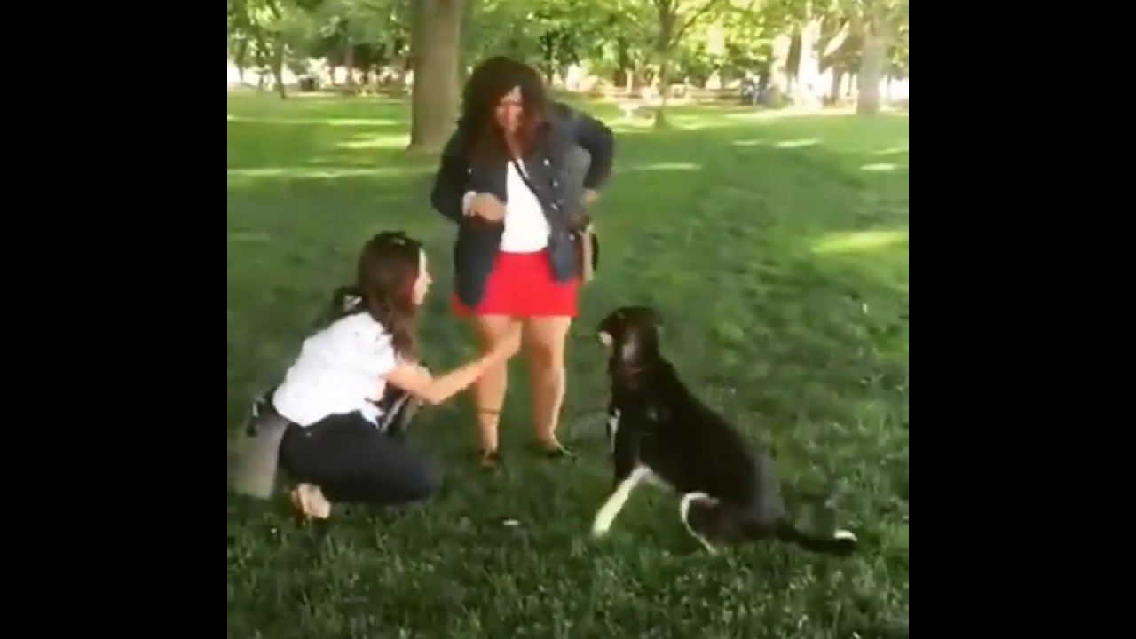 كلب هاسكي مع البنات Youtube