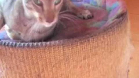 Video 244821: oriental cat talking, cattery