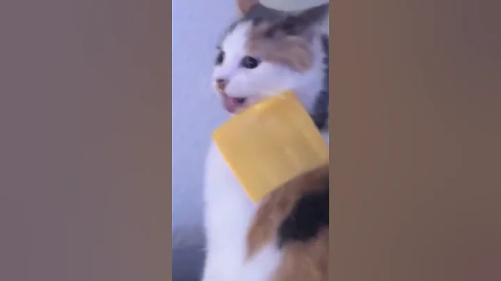 Video 8380141: hilarious animal compilation, funny cute animals compilation, best funny cats dogs, laugh funny compilation, funniest cats