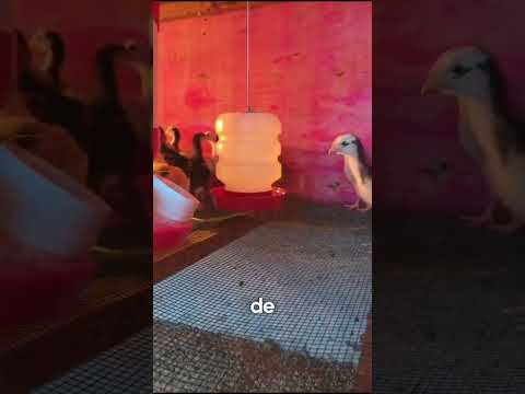 Olha Essa Nova Remessa de Pintinhos!