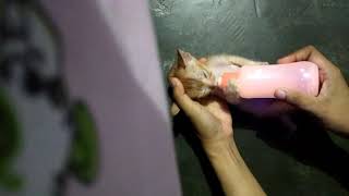 video whatsapp kucing lucu