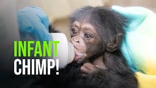 HUGE Baby News! Baby Chimp!