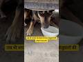जब भी भगवान को देखना है तो इन बेजुबानों की आँखों में देख लेना #help #love #streetdog #sad #short