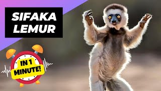 Sifaka Lemur  MindBlowing Moves! | 1 Minute Animals