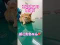 都内から来られた元保護猫さん、「ぽこた」ちゃんと❣️黄疸もあり、入院となりましたが、無事「普通の猫」になりました‼️ #猫伝染性腹膜炎 #fip寛解 #fip #Xraphconn