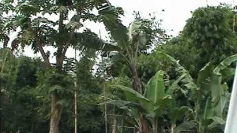 PANGANDARAN-Video=.mpg