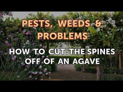 How to Cut the Spines Off of an Agave