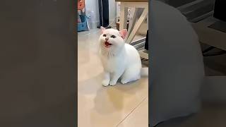Anak Kucing Lucu Melompat 😍😺