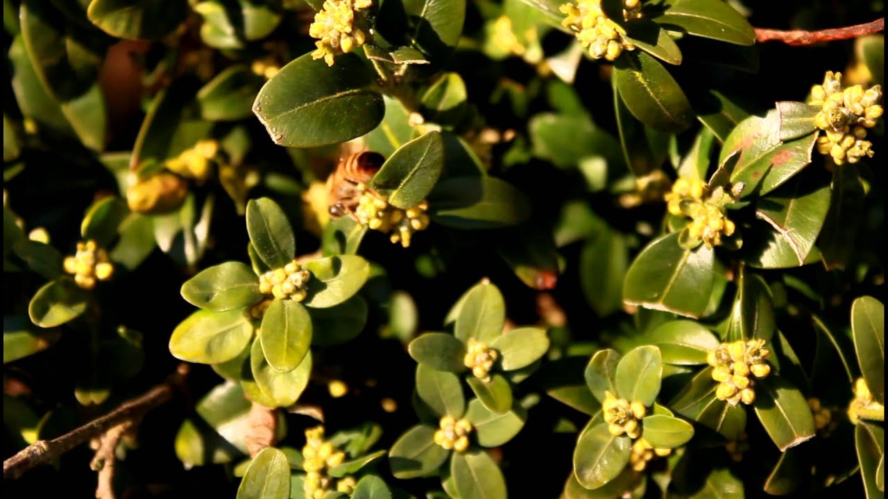 Bees gathering pollen on a Box Hedge