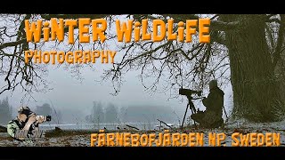 Photographing wildlife during winter