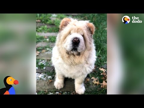 Video: Which Dog Looks Like A Teddy Bear