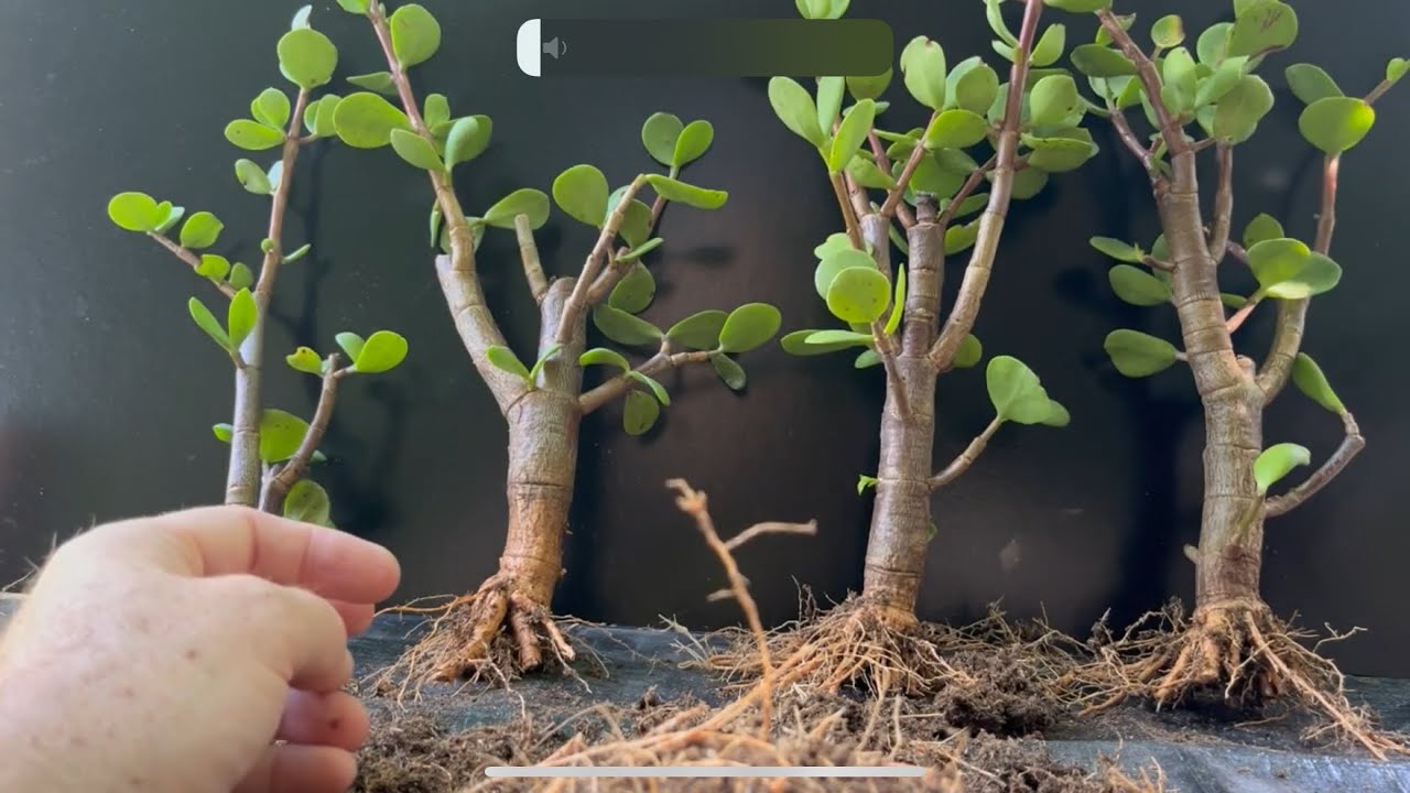 $25 Bonsai Forest !!! - From Bargain Clearance Sale Plants to Beautiful Bonsai