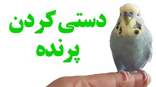 نحوه دستی کردن مرغ عشق - طوطی سخنگو