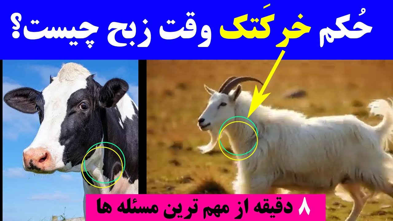 حکم خرکتک یا استخوان گردن حیوانات وقت زبح چیست؟