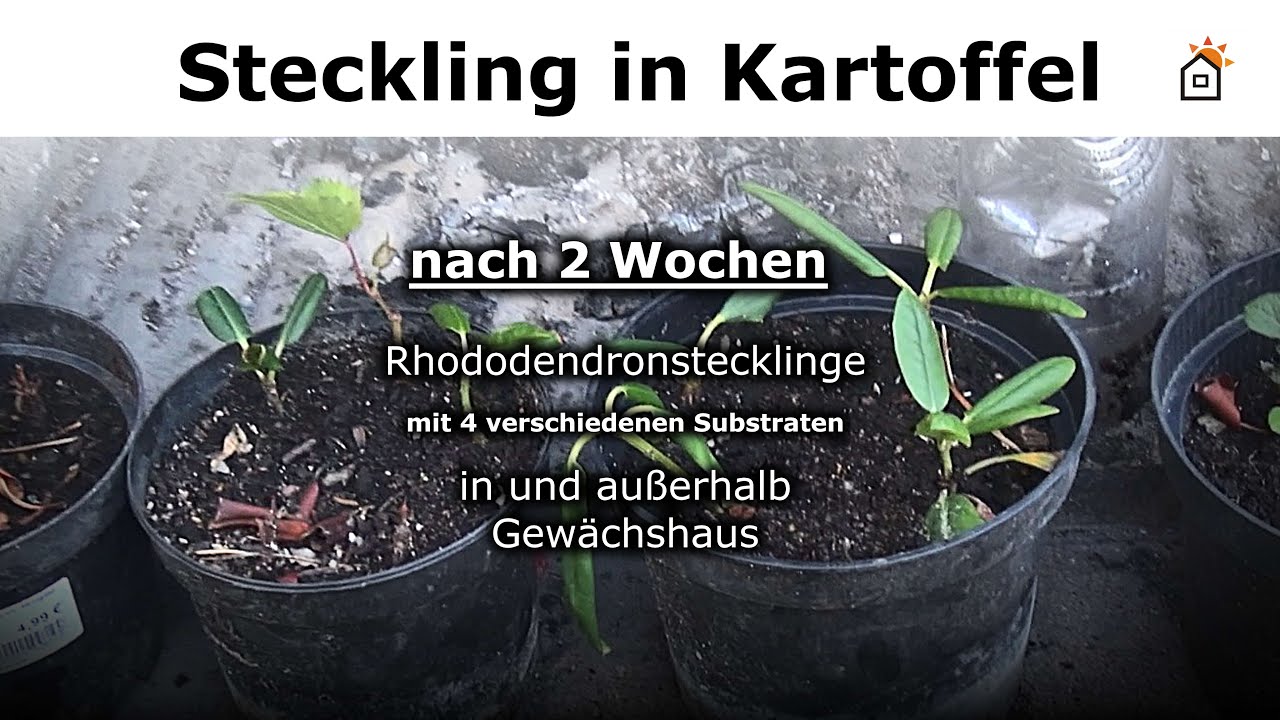 Rhododendronsteckling in Kartoffel und verschiedenen Substraten nach 2  Monaten
