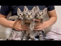 保護した子猫のお顔が一緒で困ってます。 #7