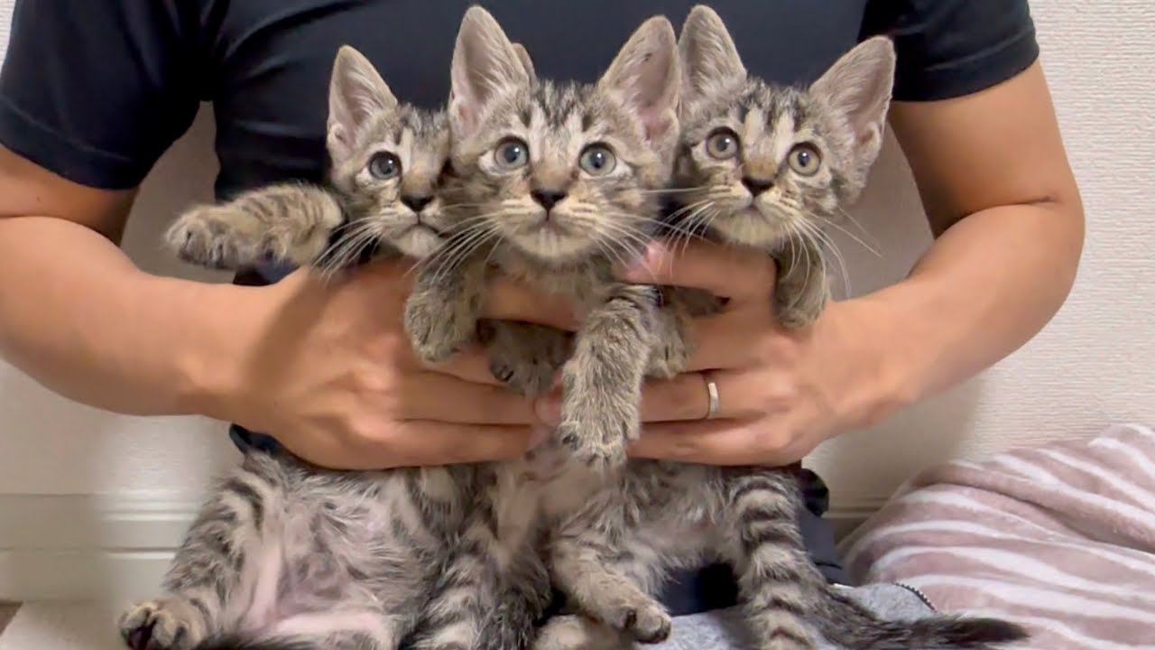 猫ちゃん　割れあり　節抜けあり　現品処分 猫ちゃん 割れあり 節抜けあり 現品処分 猫ちゃん 割れあり 節抜けあり