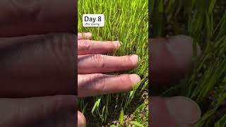 Rice Farming Diary #4 | Rice Seedlings in Japan #shorts #farming