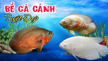 Bể Cá Phát Tài, Tai Tượng Châu Phi Loại Cá Tuyệt Đẹp | Video 4K