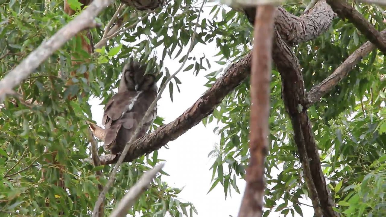 video editing software free Verreaux's eagle owl and Cape crows