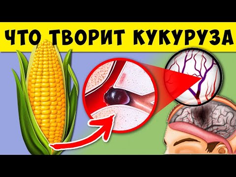 Что  творит  Кукуруза  с  человеческим  организмом