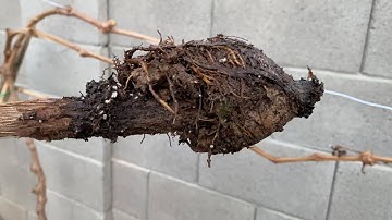 Grape Vine Air Layer Successful Update!!