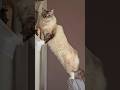 #cat #ragdoll #catlover