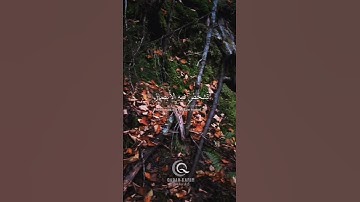 انشر تؤجر💕القارئ عبدالرحمن مسعد tiktok.com/@qaran.karim2