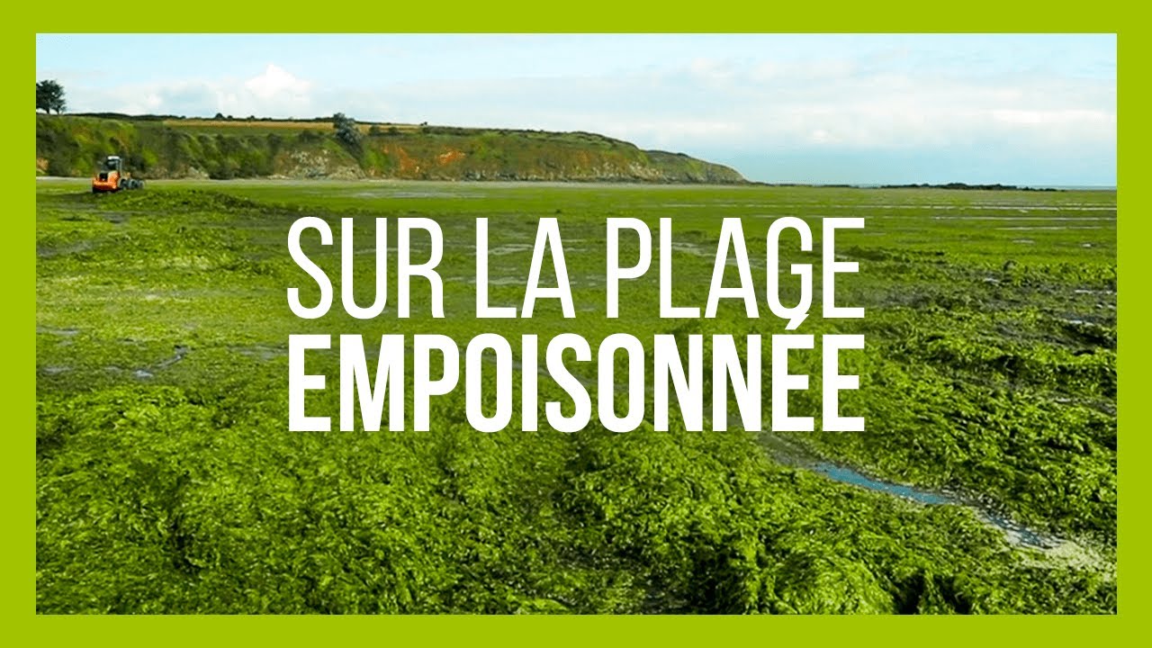 Algues vertes en Bretagne : pourquoi y en a t-il autant ? - Envoyé spécial
