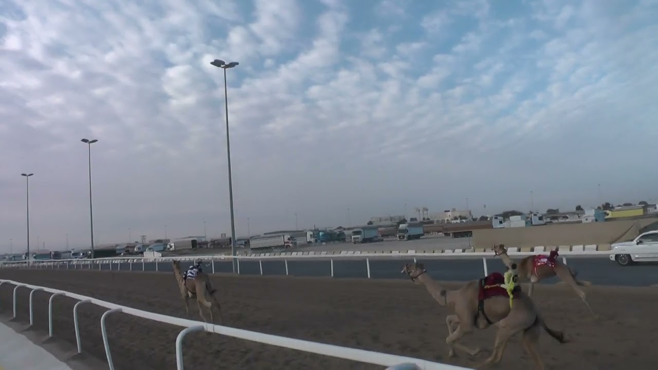 ش10/ صعوب / قعدان  / زعفران / ناصر فرج المري  /01:49:07