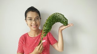 CÁCH ĐAN LÁ DỪA HÌNH CON TÔM | DIY Shrimp with coconut leaves