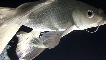 Terraform - Repeat (Official Video)