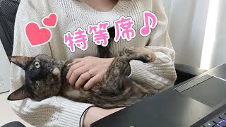 ママが大好きすぎて離れないサビ猫モモちゃん【日常】
