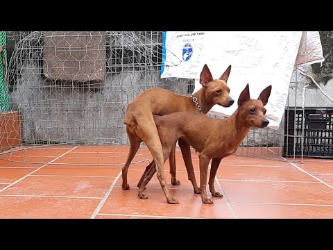 Video Phối Giống Chó Phốc Hươu Ngày 26 Tháng 5 Năm 2022 - youtube