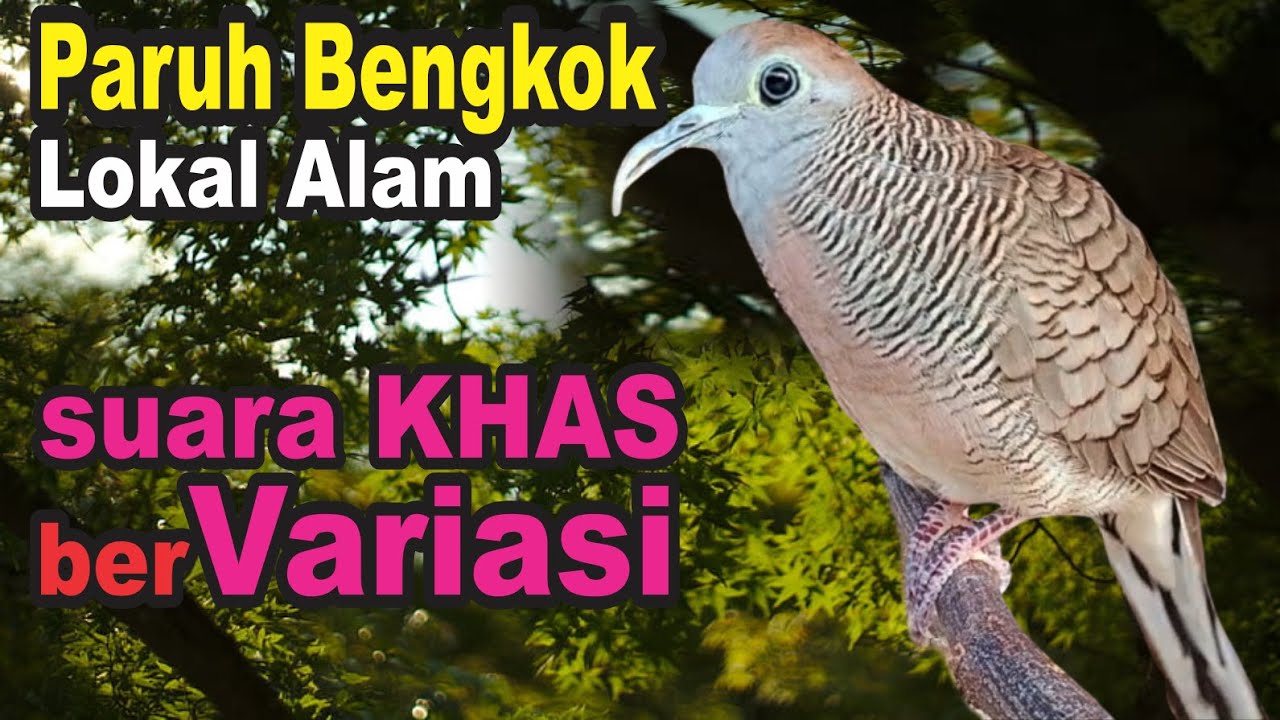 Perkutut Lokal Gacor TUMBAK CUCUKAN alam bebas - paling JAGO mancing bunyi