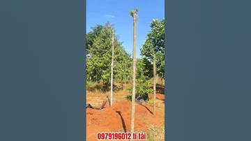 Chuyển đi nơi khách sống! Cô Hà cần nhượng lại căn nhà vườn trái cây xum xuê. Xem là mê luôn Ở BRVT